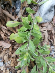 Heterotheca mucronata