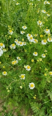 Matricaria chamomilla