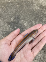 Pterogobius virgo