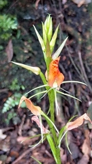 Cryptostylis arachnites
