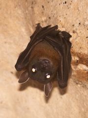 Rousettus amplexicaudatus