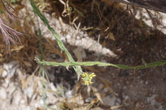 Rhamphospermum pubescens