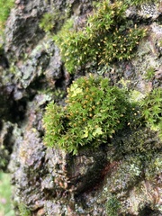 Orthotrichum stramineum