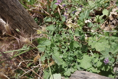 Rhamphospermum pubescens