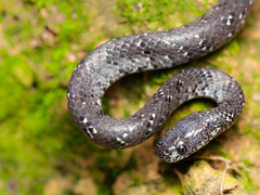 Pareas margaritophorus