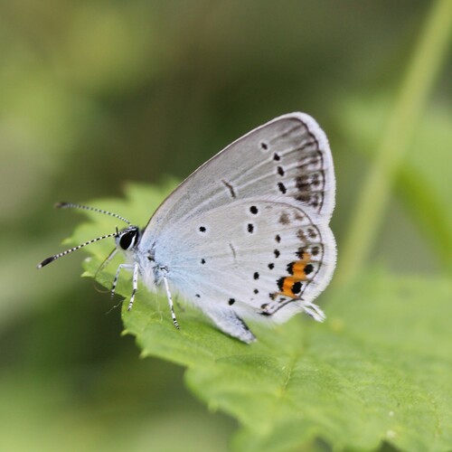 Short-tailed Blue, photo 10 of 10