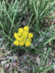 Cymopterus lemmonii