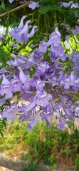 Jacaranda mimosifolia
