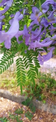 Jacaranda mimosifolia
