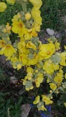 Verbascum songaricum