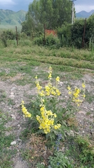 Verbascum songaricum
