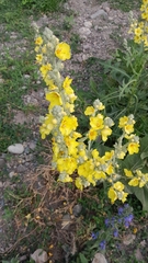 Verbascum songaricum