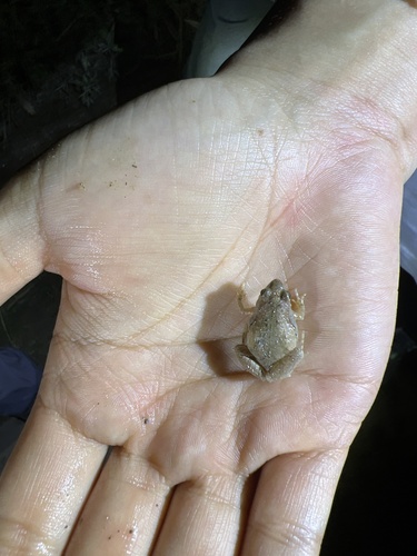East Asian Ornate Chorus Frog