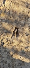 Sylvicapra grimmia