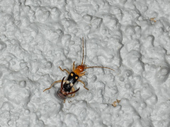 Forficula smyrnensis