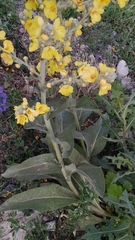 Verbascum songaricum