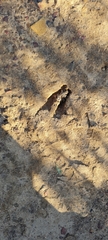 Sylvicapra grimmia