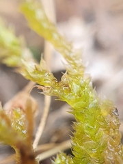 Rhynchostegium megapolitanum