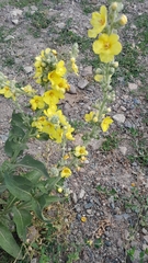 Verbascum songaricum