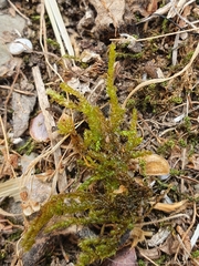Rhynchostegium megapolitanum