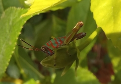 Pirithoicus ophthalmicus