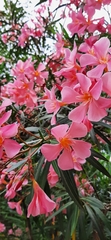 Nerium oleander