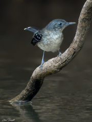 Hypocnemoides maculicauda