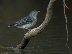 Hypocnemoides maculicauda