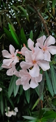 Nerium oleander
