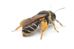 Taeniandrena