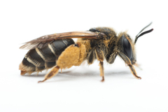 Taeniandrena