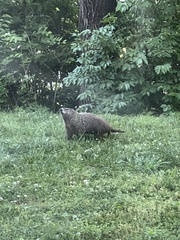 Marmota monax
