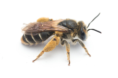 Taeniandrena