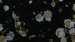 Calcarina calcar