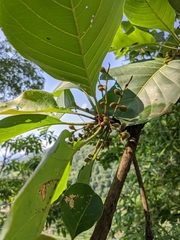 Terminalia bellirica