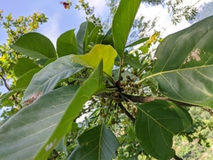 Terminalia bellirica