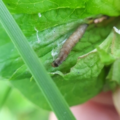 Lathronympha strigana