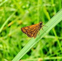 Ampittia dioscorides