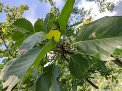 Terminalia bellirica