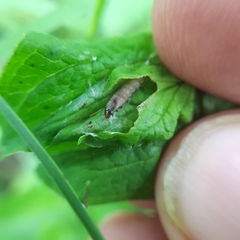 Lathronympha strigana