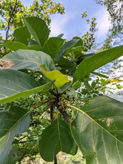 Terminalia bellirica
