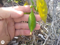 Anemopaegma foetidum