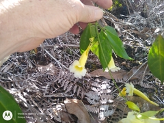 Anemopaegma foetidum