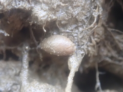 Ellobiidae
