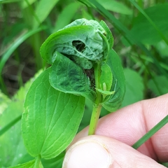 Lathronympha strigana
