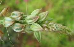 Albuca virens image