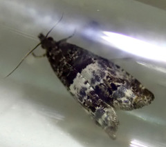 Notocelia trimaculana