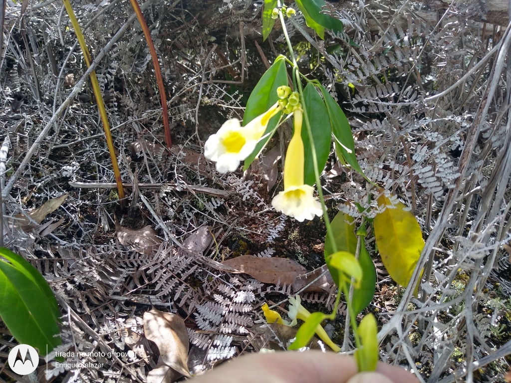Anemopaegma foetidum