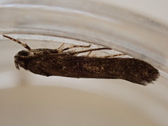 Exoteleia dodecella