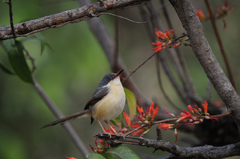 Woodfordia fruticosa